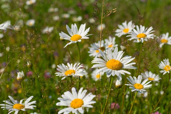 Bloemen heldere zonnige zomerdag. — Stockfoto