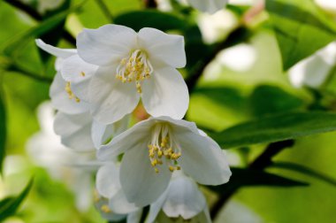 çiçekleri parlak güneşli yaz gün.