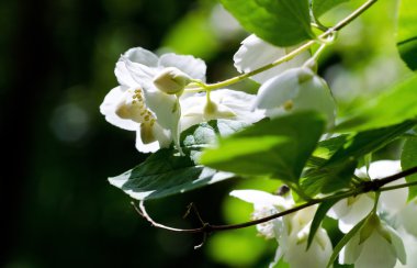 çiçekleri parlak güneşli yaz gün.