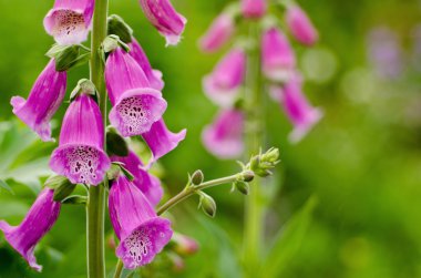 çiçekleri parlak güneşli yaz gün.