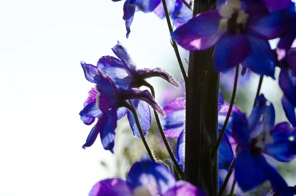 明るい日当たりの良い夏の日の花. — ストック写真