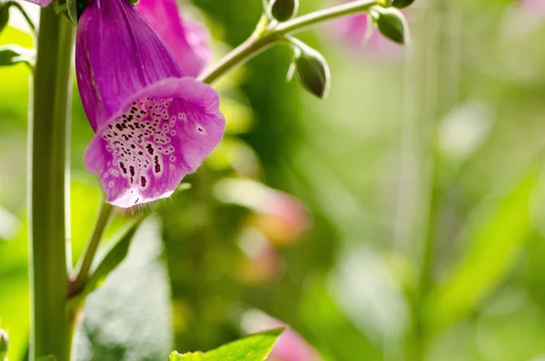 明るい日当たりの良い夏の日の花. — ストック写真