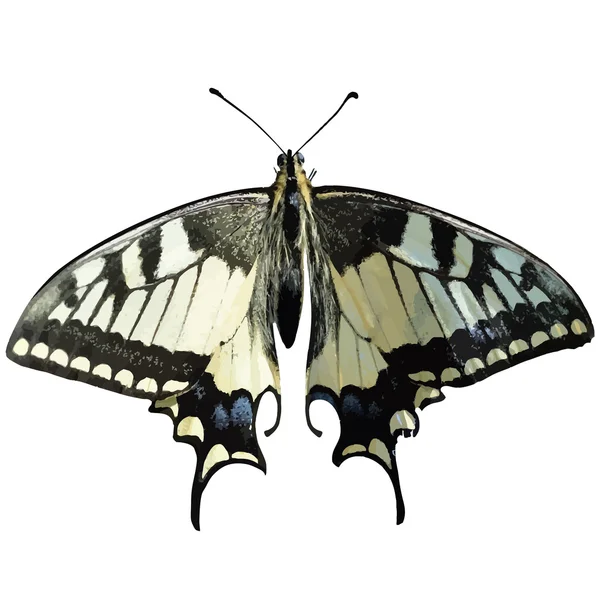 カラフルな蝶のシームレスな背景. — ストックベクタ
