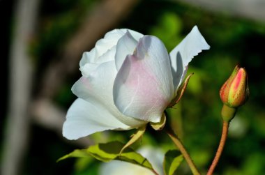 Yaz parlak çiçek. güneşli bir gün.