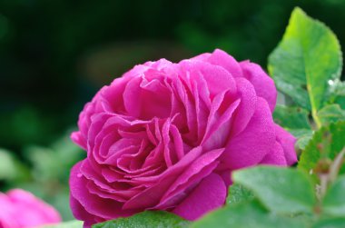 Yaz parlak çiçek. güneşli bir gün.