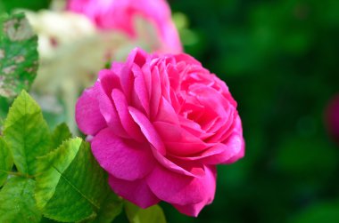 Yaz parlak çiçek. güneşli bir gün.