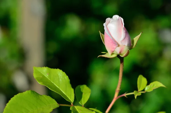 Summer bright flowers. Sunny day. — Stock Photo, Image