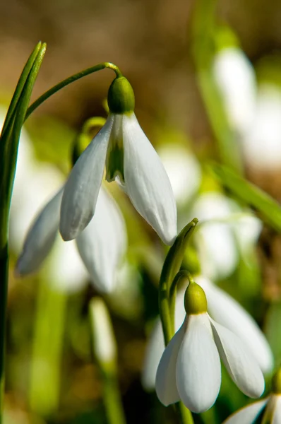 Close-up van sneeuwklokjes — Stockfoto