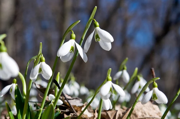 Close-up van sneeuwklokjes — Stockfoto