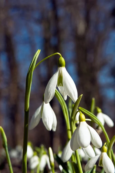 Snödroppar — Stockfoto