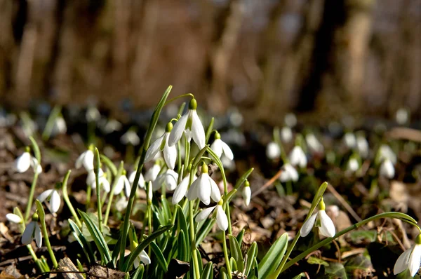 Snödroppar i underwood — Stock fotografie