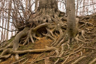 Bir ağacın kökleri