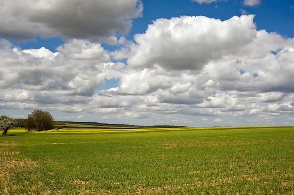 Majsfält — Stockfoto