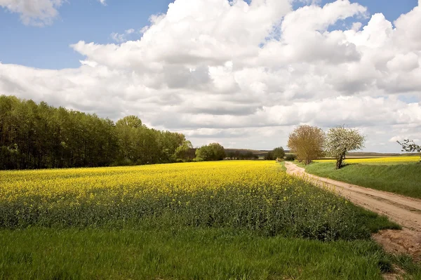 Verkrachting veld met road — Stockfoto