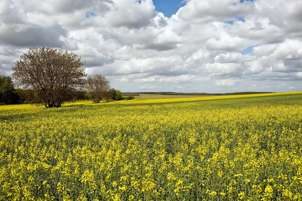 Rapsfält — Stockfoto