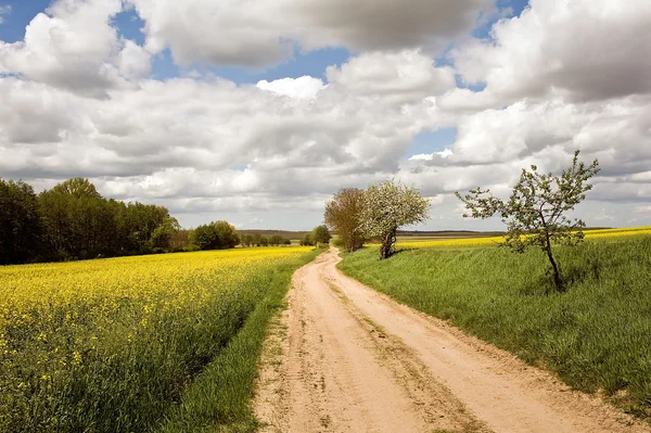 Rapsfält med road — Stockfoto