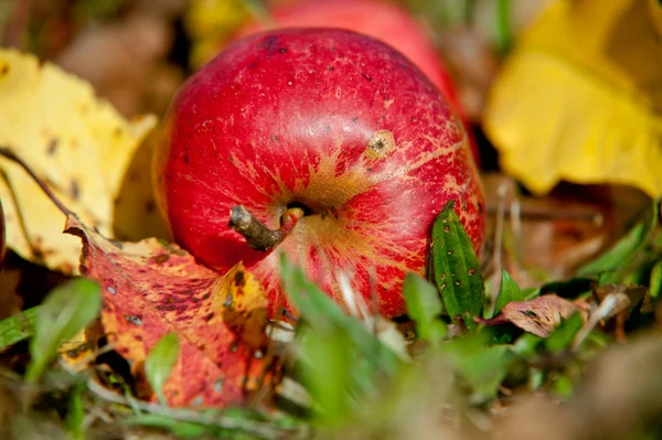 Falling apple — Stock Photo, Image