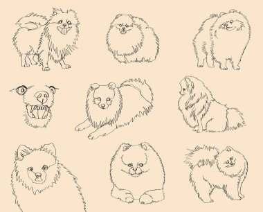 Beyaz arka planda kesilmiş bir köpek. Spitz köpek cinsi. Devamlı çizgi çizen köpek..