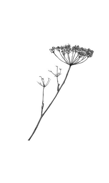 Hogweed drawing. Pencil drawing of dry plants. Herbarium.