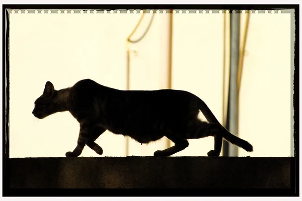 Shadow cat — Stock Photo, Image