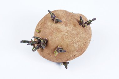 Old potatoes with sprouted shoots on a white background clipart