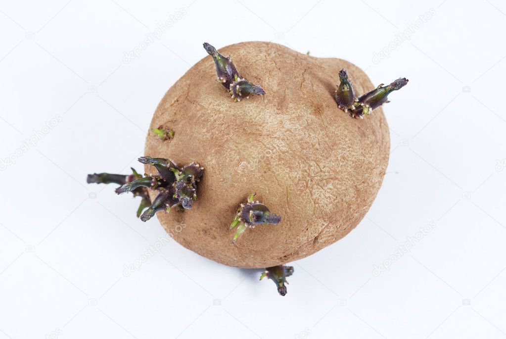 Old potatoes with sprouted shoots on a white background