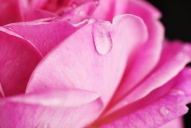 Güzel kırmızı gül.