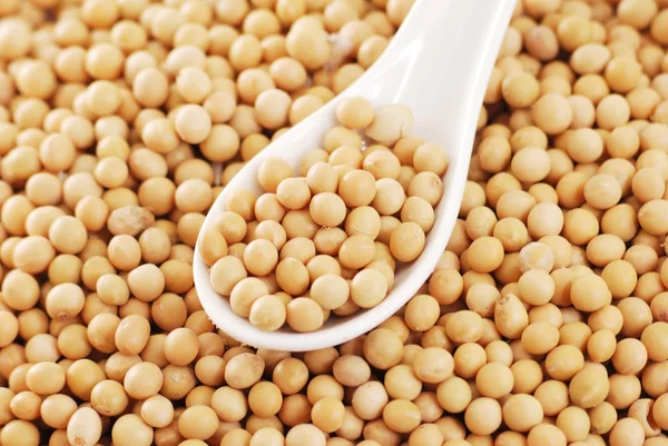 soya fasulyesi