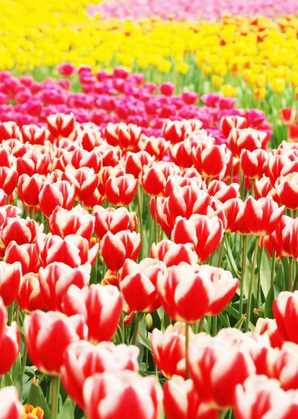 Świeże tulipany — Zdjęcie stockowe