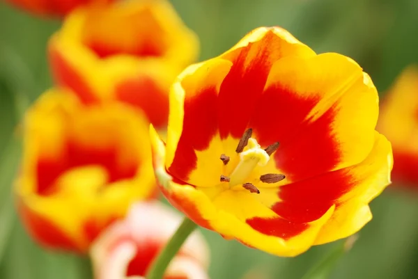 Fresh tulips Stock Image