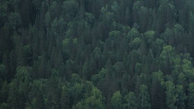 Dağlardaki kozalaklı yaprak döken ormanın manzarası