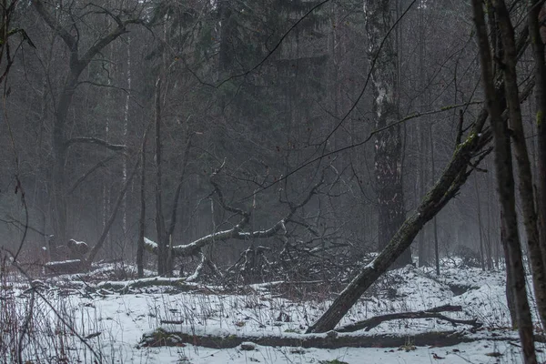 dense dark winter forest with fallen trees and branches