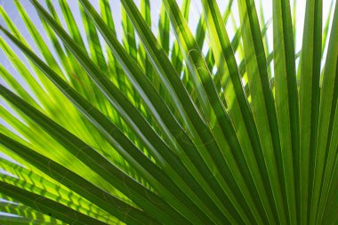 Sıcak güneş ışığı altında palmiye yapraklarının yakın çekimi
