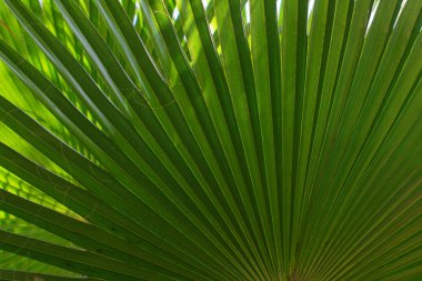 Sıcak güneş ışığı altında palmiye yapraklarının yakın çekimi