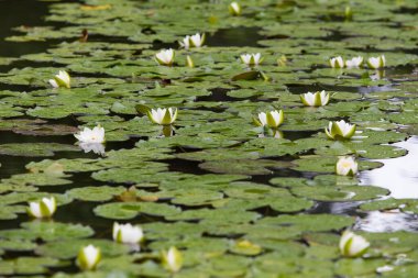 Sudaki beyaz nilüferlerin klasik manzarası
