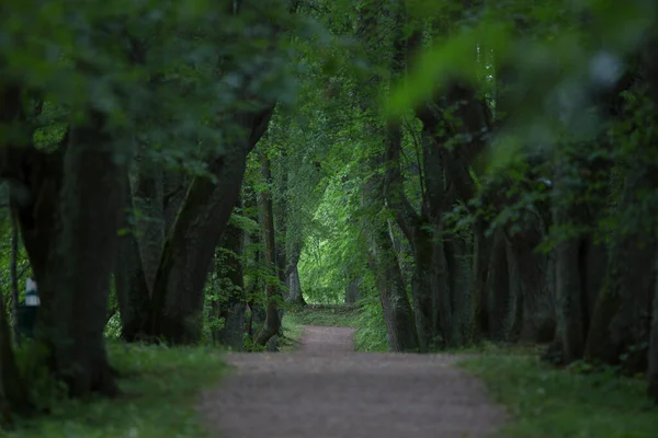 mysterious trail in the forest trail of green summer tree crowns