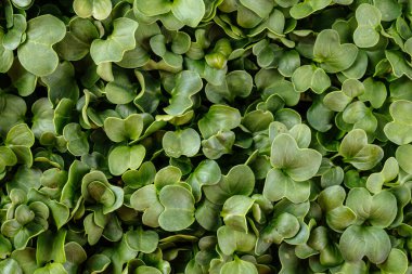 Mikroyeşil yaprak dokusu arkaplanına yakınlaş