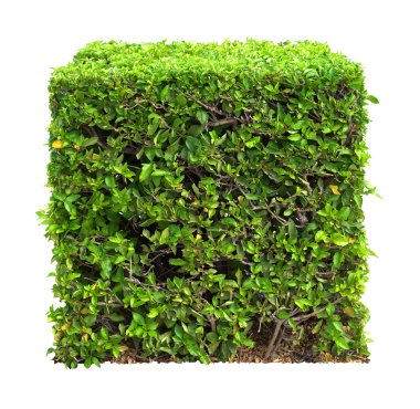 desen bush