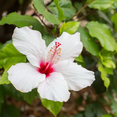 Beyaz hibiscus çiçek