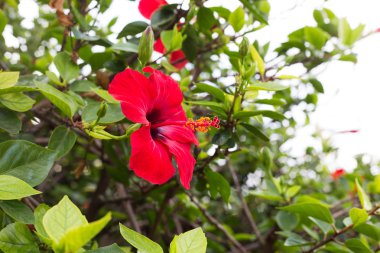 kırmızı amber çiçeği