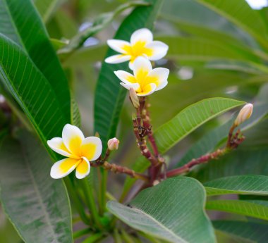 Plumeria çiçekler