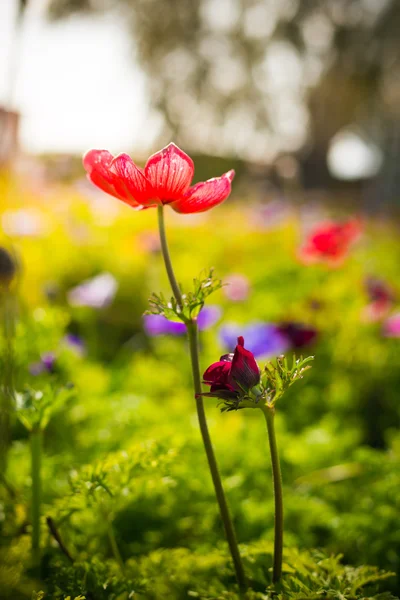 Anemon çiçekleri — Stok fotoğraf