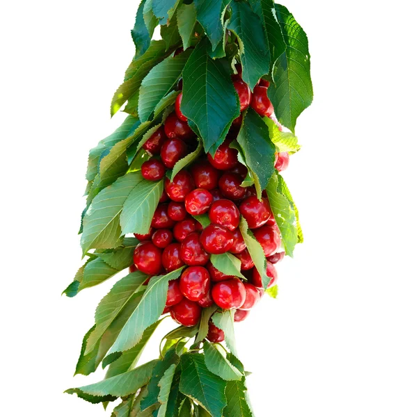 Cherry branch — Stock Photo, Image