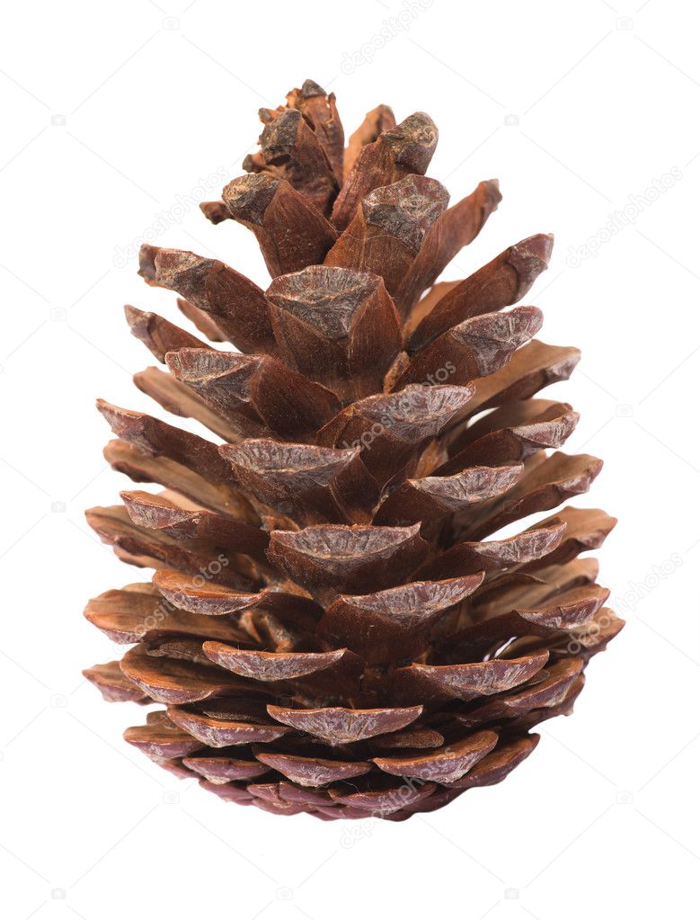 pinecone on white background