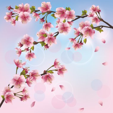 sakura çiçeği - Japon kiraz ağacı ile açık renkli
