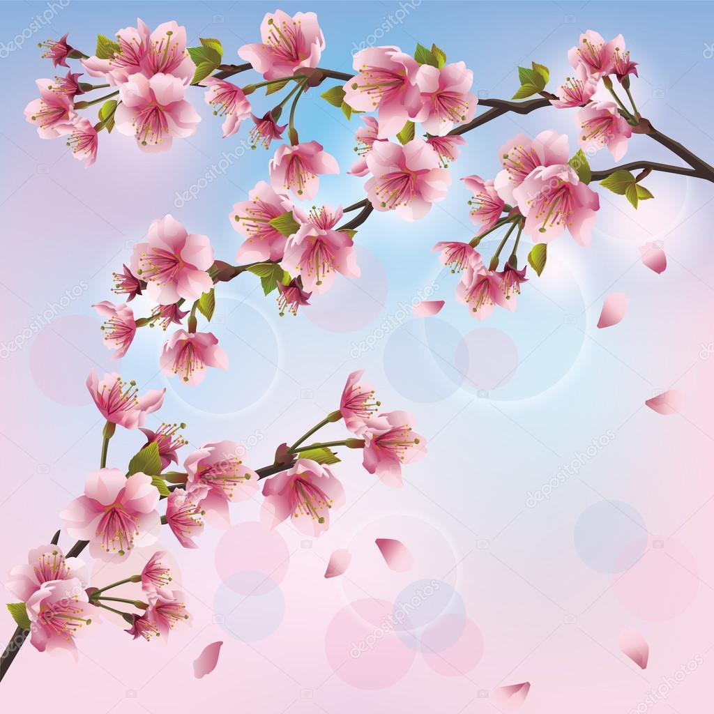 Fondo claro con flor de sakura - Cerezo japonés Vector de stock #18732935  de ©silvionka, image size:1024x1024