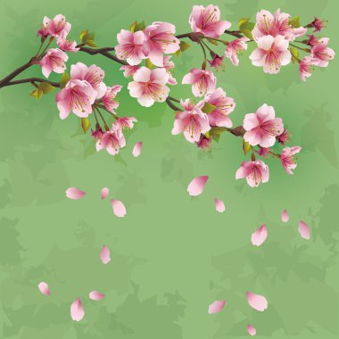 Grunge arka planla sakura çiçeği - Japon kiraz ağacı