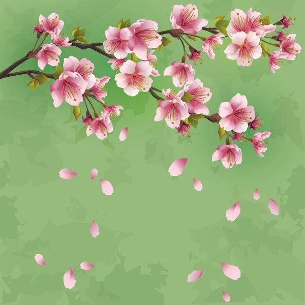 Grunge-Hintergrund mit Sakura-Blüte - japanischer Kirschbaum — Stockvektor