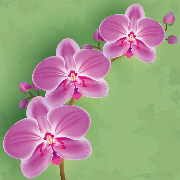 Květinové vinobraní pozadí zelené s květina orchidej — Stockový vektor