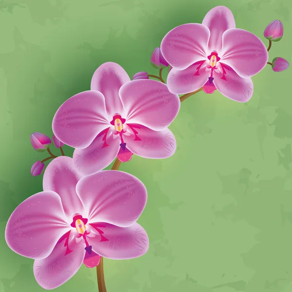 Floral vintage achtergrond groen met bloem orchid — Stockvector